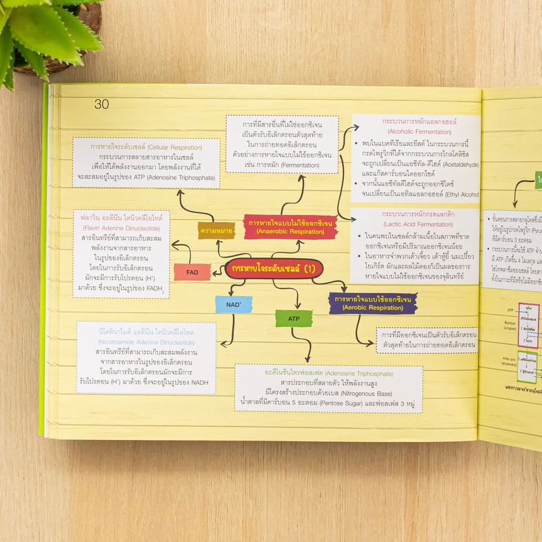 KEY MAP ชีวะ ม.ปลาย แผนที่ความคิด พิชิตข้อสอบมั่นใจ 100% มโนภาพ key word สำคัญที่จะทำให้นักเรียนสามารถเข้าใจในวิชาชีววิทยา ...