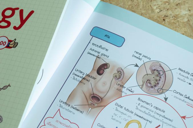 Biology Easy Note มั่นใจเต็ม 100 สรุปเนื้อหาชีววิทยา ม.ปลาย ที่เน้นใช้ภาพในการอธิบาย ทำให้เข้าใจกระบวนการและโครงสร้างทางชีว...