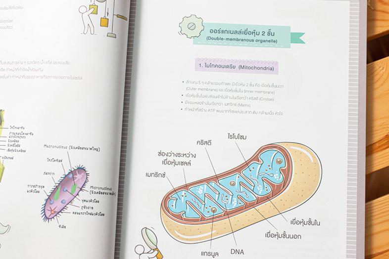 Note คณิตประถมปลาย สรุปเนื้อหาสำคัญพร้อมเก็งสอบเข้า ม.1 อ่านก่อนสอบแบบเร่งรัด 1 สัปดาห์ เมื่อต้องการเตรียมความพร้อมก่อนสอบเ...